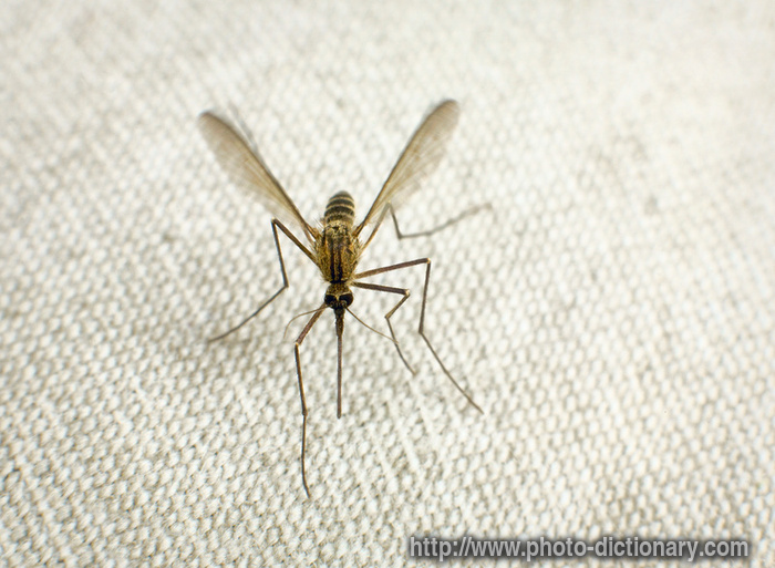mosquito - photo/picture definition - mosquito word and phrase image