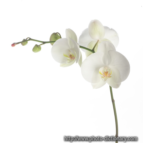 image of orchid
