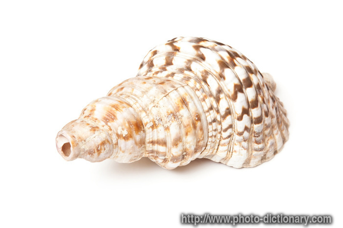 Conch Shell Photos