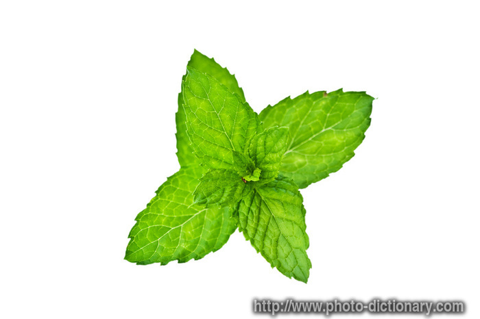 pepper mint - photo/picture definition - pepper mint word and phrase image