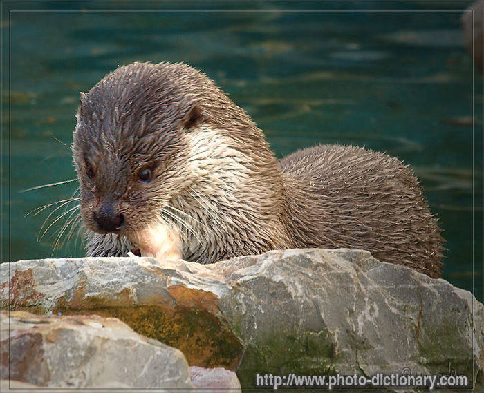otter - photo/picture definition - otter word and phrase image