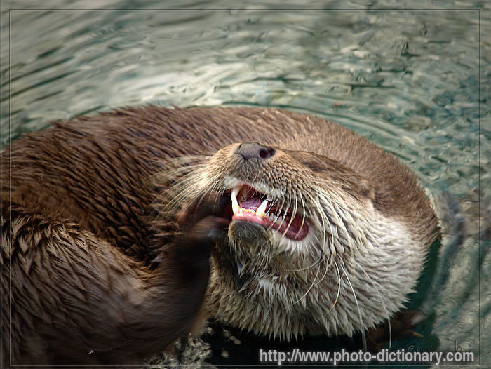 otter - photo/picture definition - otter word and phrase image