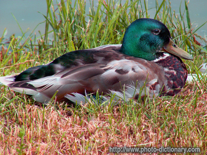 duck - photo/picture definition - duck word and phrase image