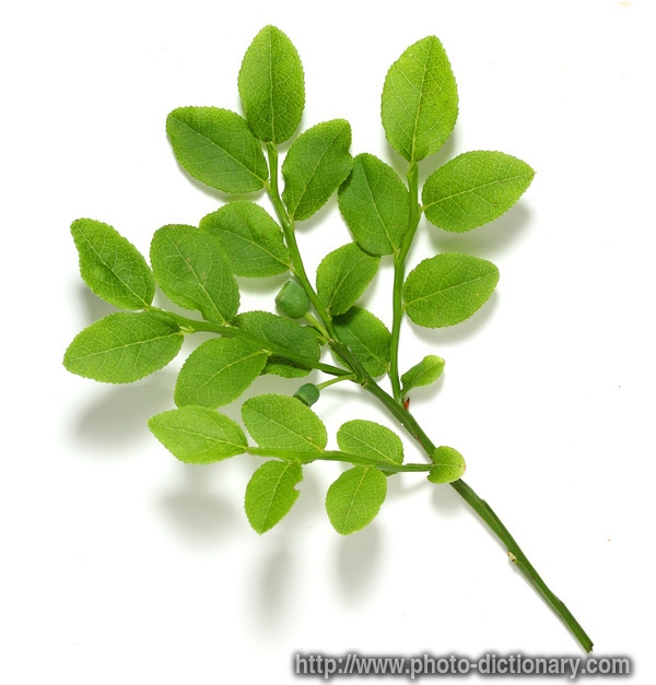 billberry leaves - photo/picture definition - billberry leaves word and phrase image