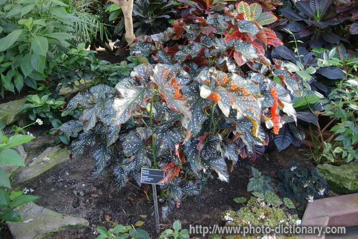 begonia - photo/picture definition - begonia word and phrase image