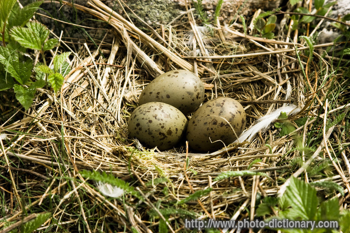 seagull's nest - photo/picture definition - seagull's nest word and phrase image