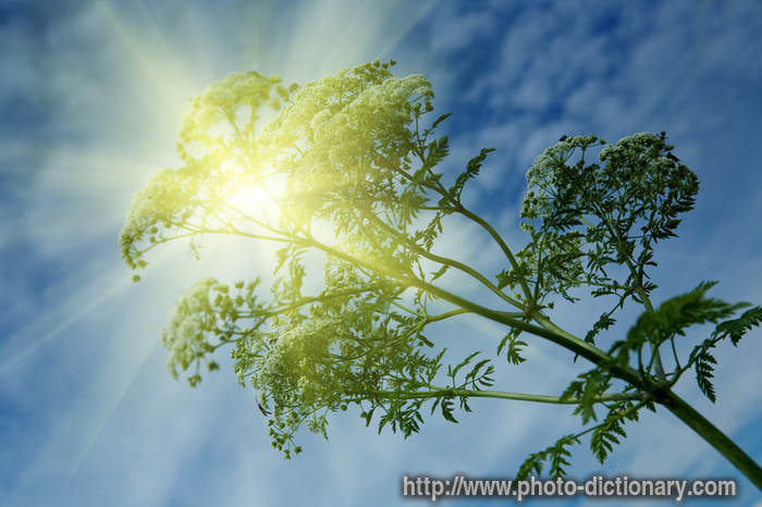 winter cress - photo/picture definition - winter cress word and phrase image