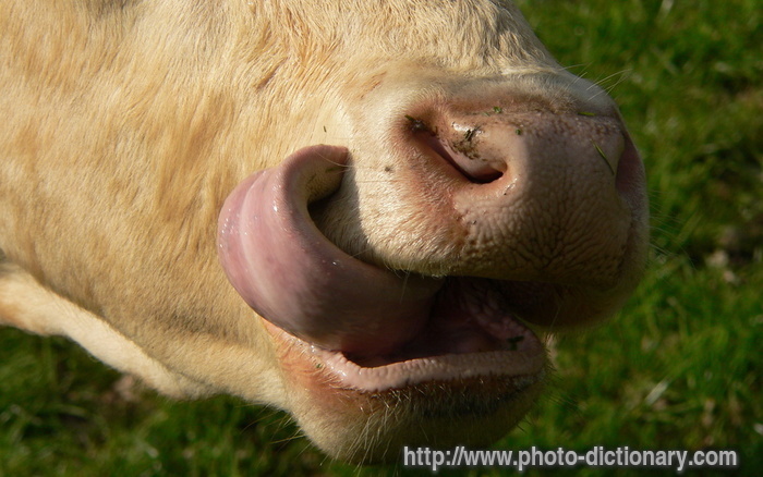 cow's toungue - photo/picture definition - cow's toungue word and phrase image