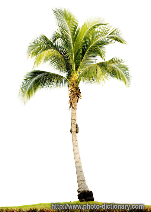 palm tree - photo/picture definition - palm tree word and phrase image