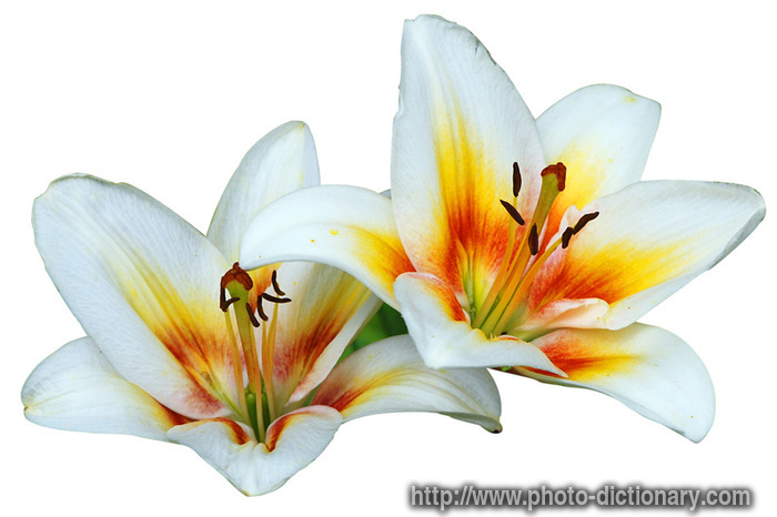 madonna lilies photo picture definition madonna lilies word and phrase 