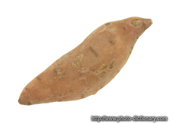 sweet potato - photo/picture definition - sweet potato word and phrase image