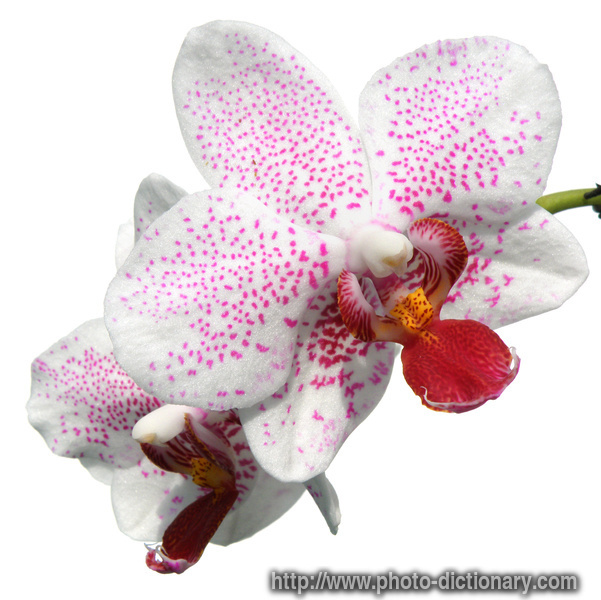 phalaenopsis - photo/picture definition - phalaenopsis word and phrase image