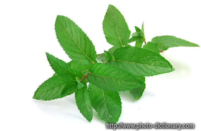 mint leaves - photo/picture definition - mint leaves word and phrase image