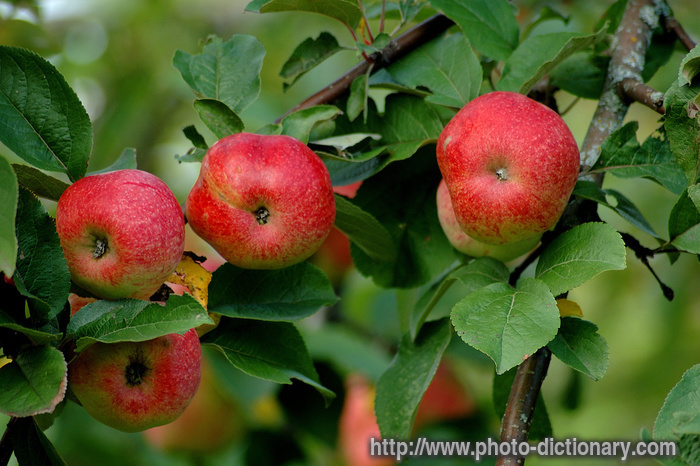 apple tree - photo/picture definition - apple tree word and phrase image