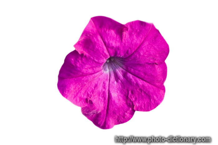 phlox - photo/picture definition - phlox word and phrase image