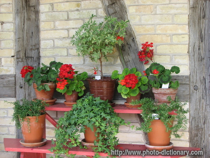geraniums - photo/picture definition - geraniums word and phrase image