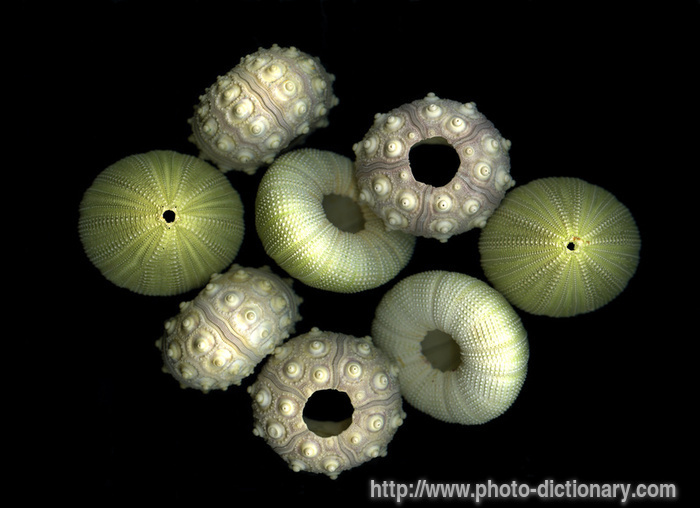 sea urchins - photo/picture definition - sea urchins word and phrase image