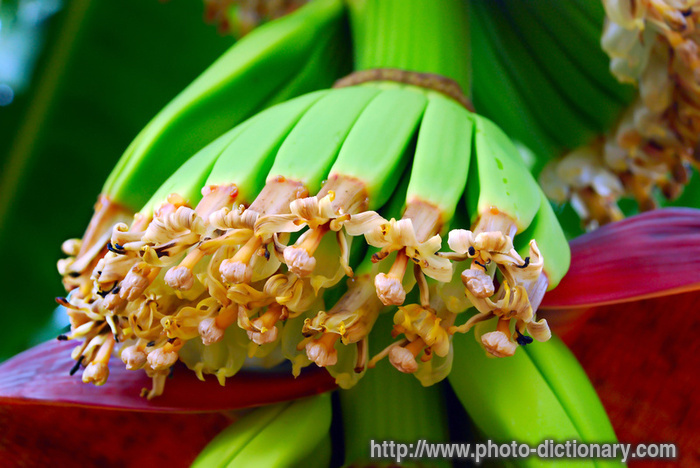 banana flowers - photo/picture definition - banana flowers word and phrase image