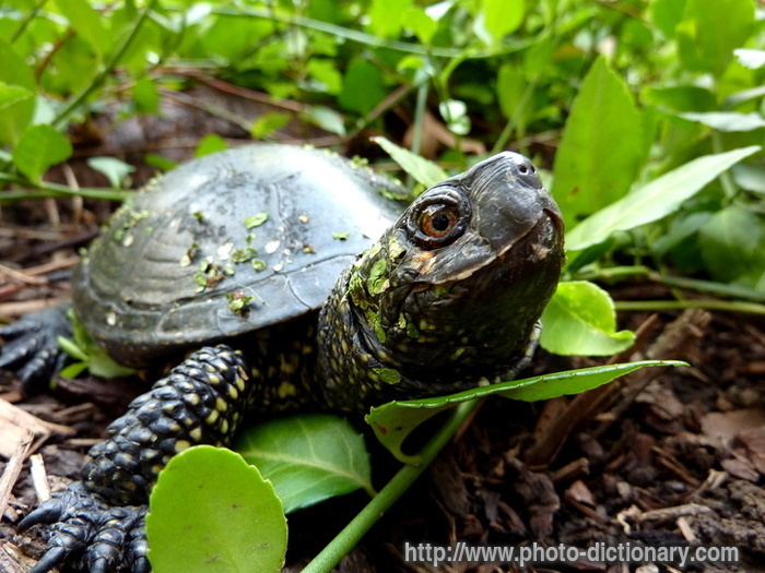 Marsh Turtle