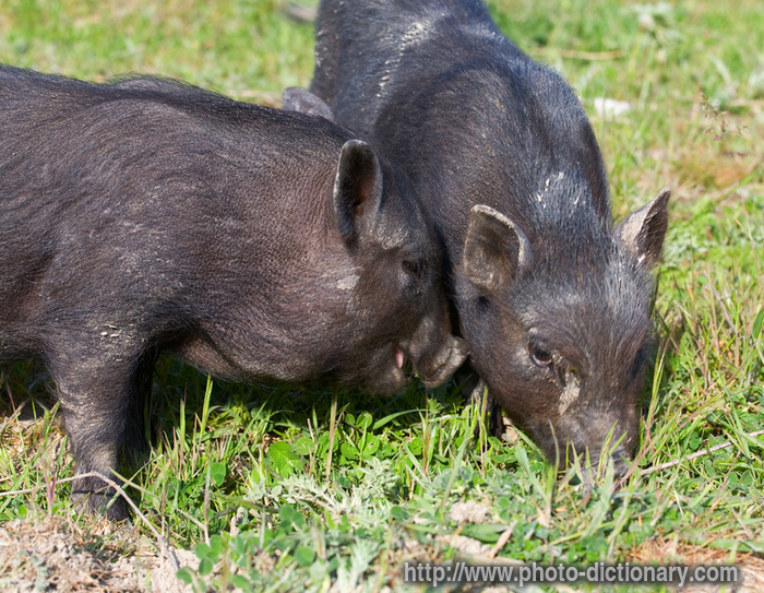 black pigs - photo/picture definition - black pigs word and phrase image