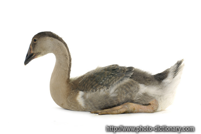 domestic goose - photo/picture definition - domestic goose word and phrase image