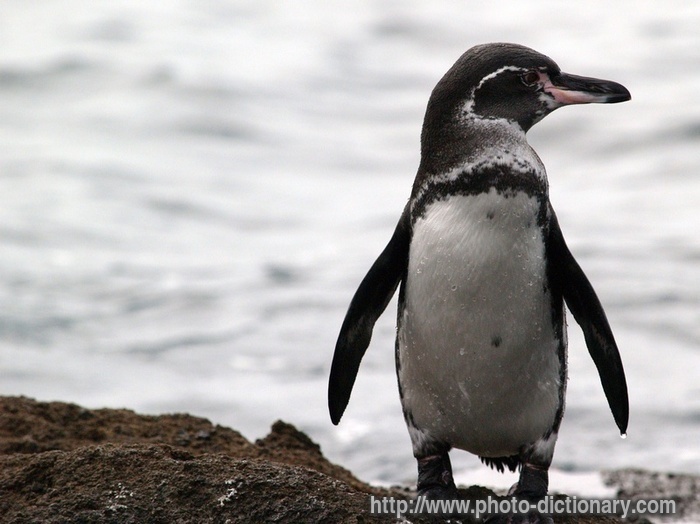 Galapagos penguin - photo/picture definition - Galapagos penguin word and phrase image