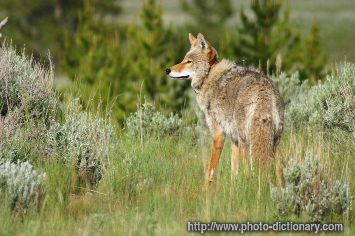 coyote - photo/picture definition - coyote word and phrase image