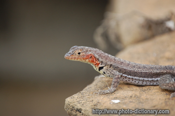 lava lizard - photo/picture definition - lava lizard word and phrase image