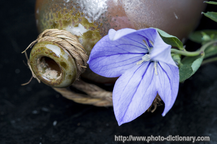 bellflower - photo/picture definition - bellflower word and phrase image