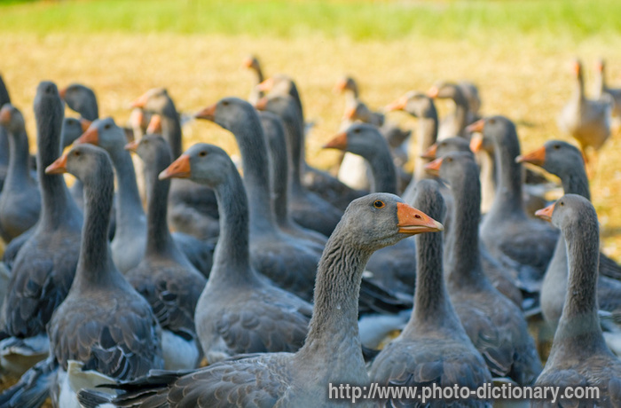 perigord geese - photo/picture definition - perigord geese word and phrase image