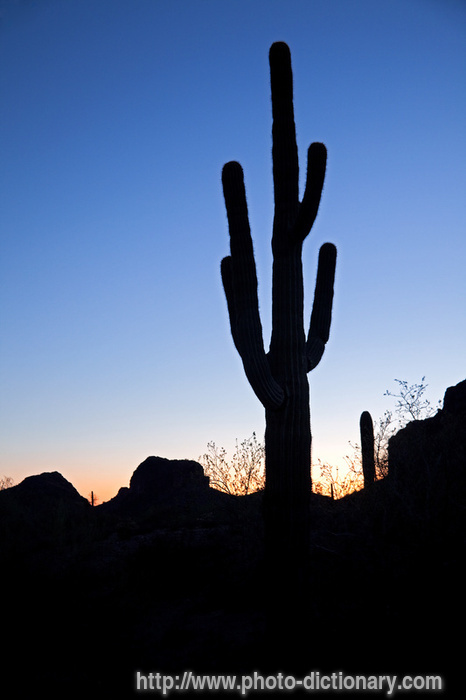 saguaro - photo/picture definition - saguaro word and phrase image