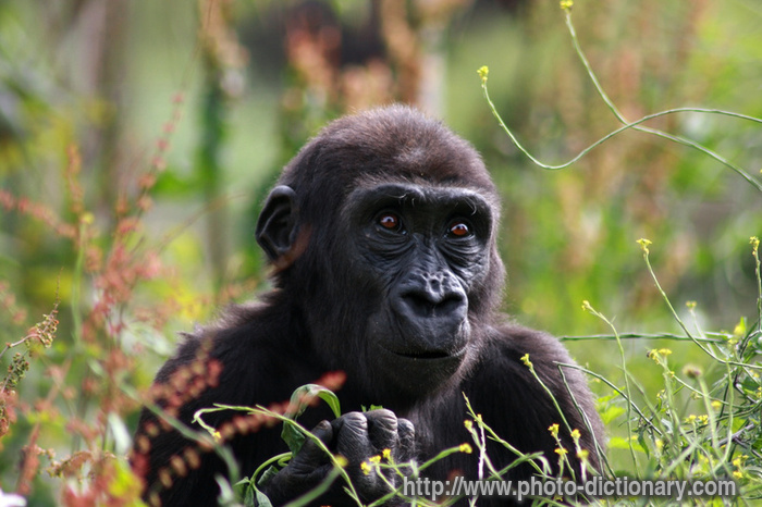 young gorilla - photo/picture definition - young gorilla word and phrase image