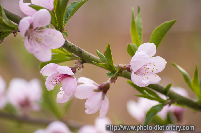 peach blossom - photo/picture definition - peach blossom word and phrase image