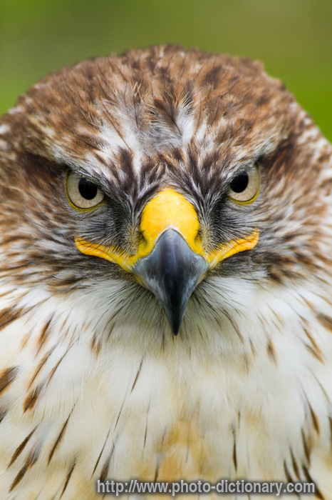 saker falcon - photo/picture definition - saker falcon word and phrase image