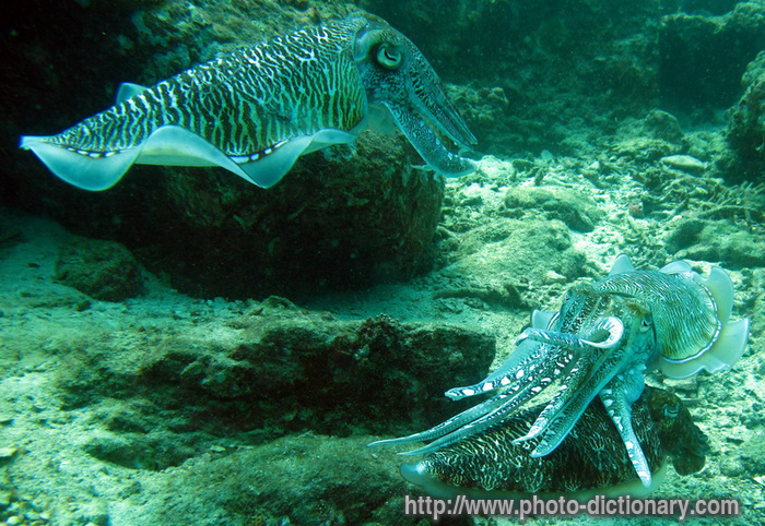 cuttle fish - photo/picture definition - cuttle fish word and phrase image