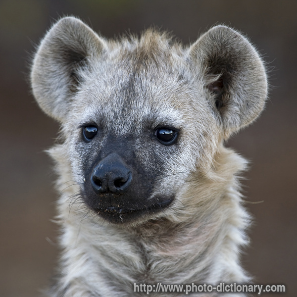 young hyena - photo/picture definition - young hyena word and phrase image
