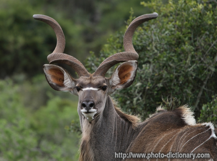 Kudu Pictures