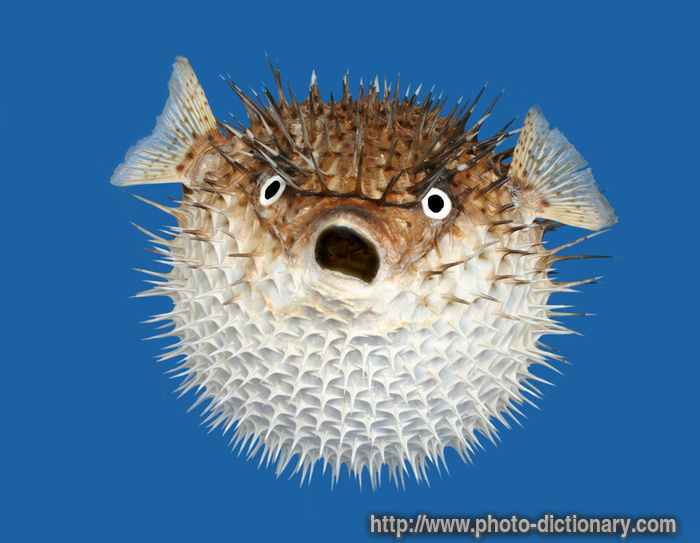 porcupine fish - photo/picture definition at Photo Dictionary