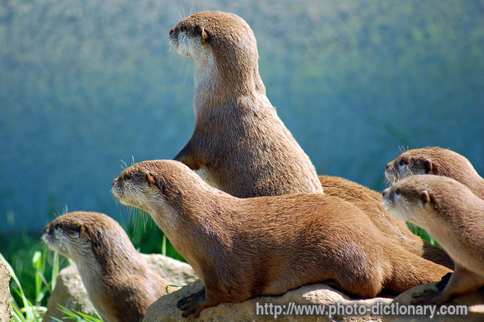 Otters - photo/picture definition - Otters word and phrase image