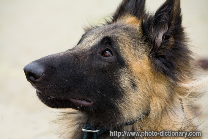 Belgian Sheperd - photo/picture definition - Belgian Sheperd word and phrase image
