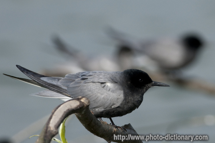 black tern - photo/picture definition - black tern word and phrase image