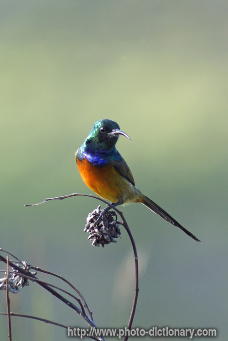 orange breasted sunbird - photo/picture definition - orange breasted sunbird word and phrase image