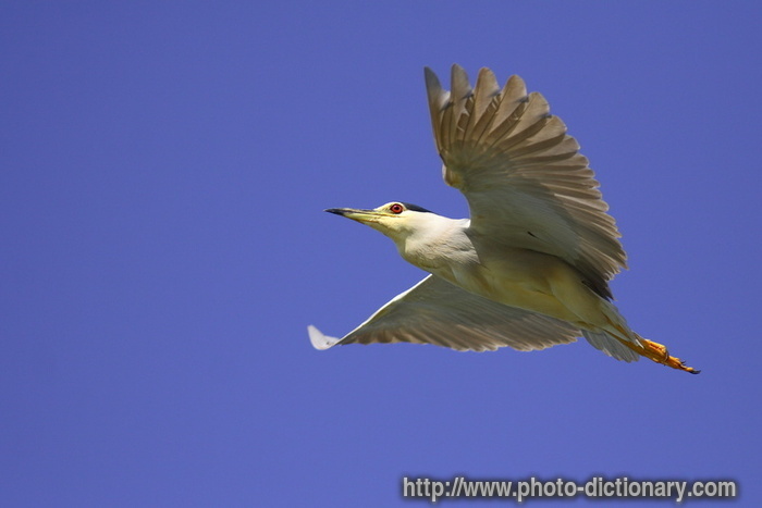 night heron - photo/picture definition - night heron word and phrase image