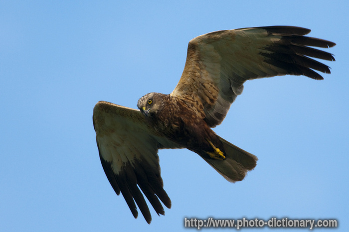 marsh harrier - photo/picture definition - marsh harrier word and phrase image