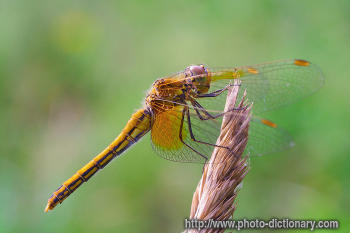 damselfly - photo/picture definition - damselfly word and phrase image