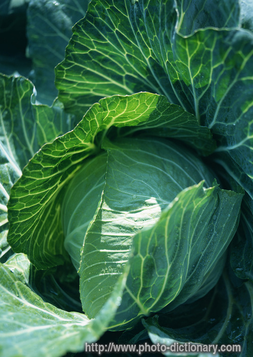 cabbage - photo/picture definition - cabbage word and phrase image