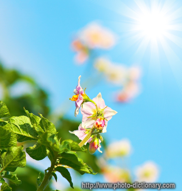 flowering potato bush - photo/picture definition - flowering potato bush word and phrase image