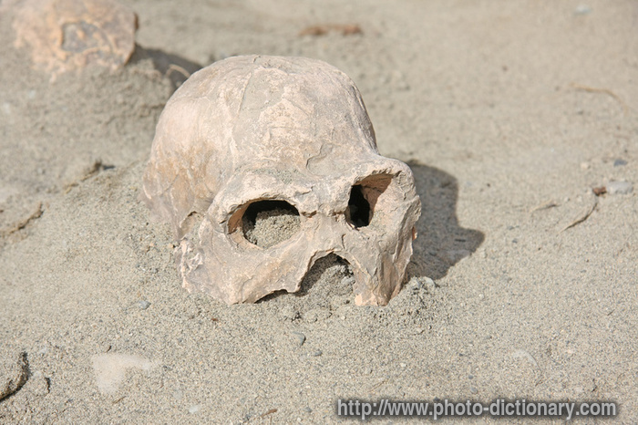 human skull - photo/picture definition - human skull word and phrase image