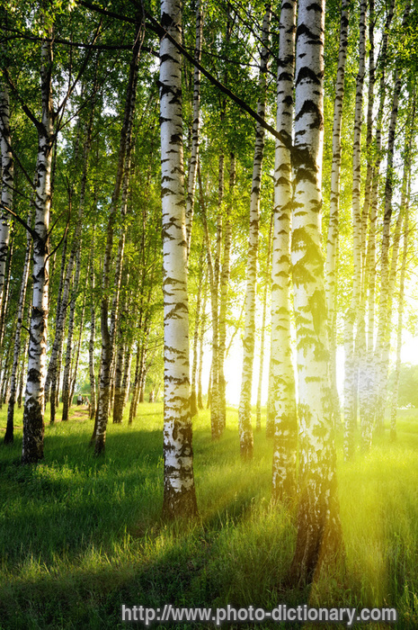 birch forest - photo/picture definition - birch forest word and phrase image