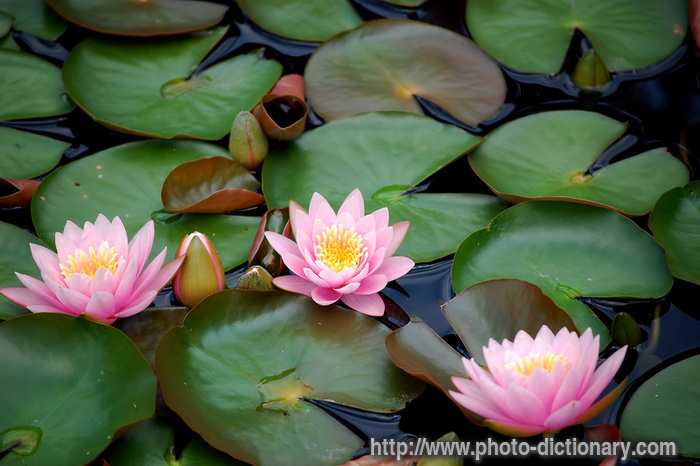 water lillies - photo/picture definition - water lillies word and phrase image